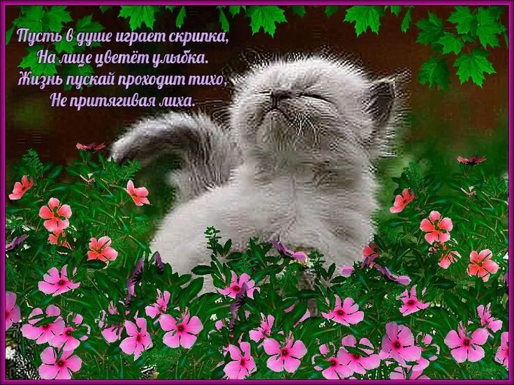 Картинки с животными с добрыми пожеланиями Pin by Римма on ДОБРОЕ УТРО ! Привет !☕ ☕ Cats, Animals