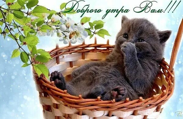 Картинки с животными с добрыми пожеланиями Открытка Доброе утро!