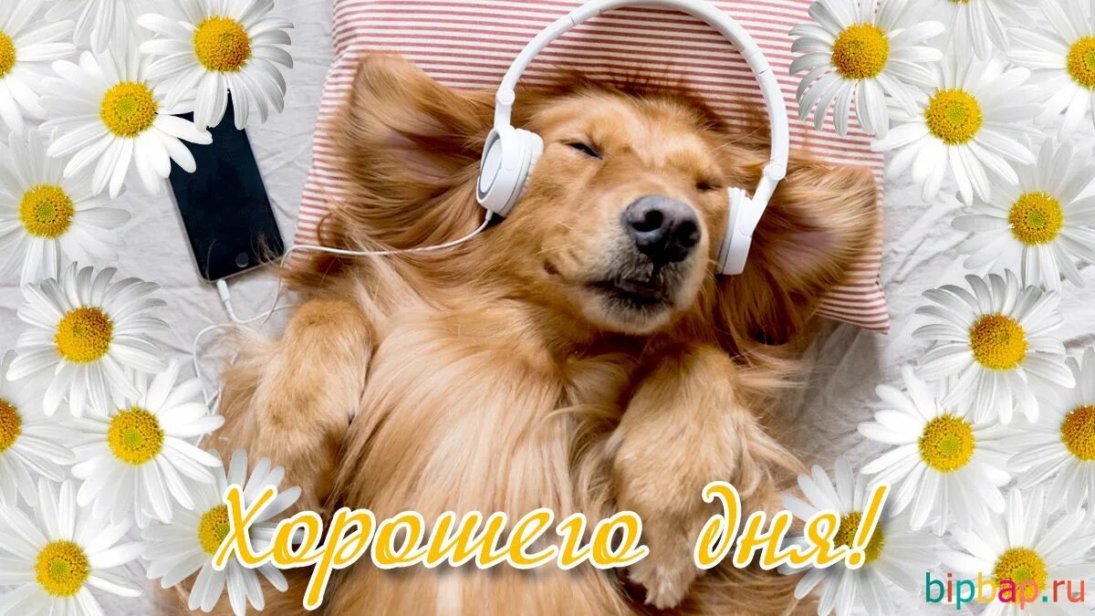 Картинки с животными с добрыми пожеланиями Смешные картинки "Хорошего дня!" (34 фото) * Прикольные картинки и юмор Картинки