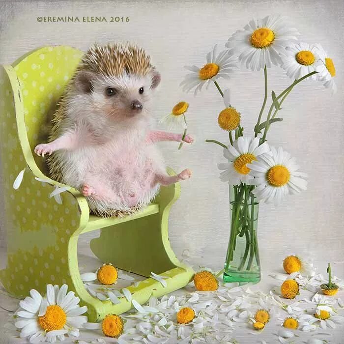 Картинки с животными с добрыми пожеланиями Новости Hedgehog pet, Baby hedgehog, Cute baby animals