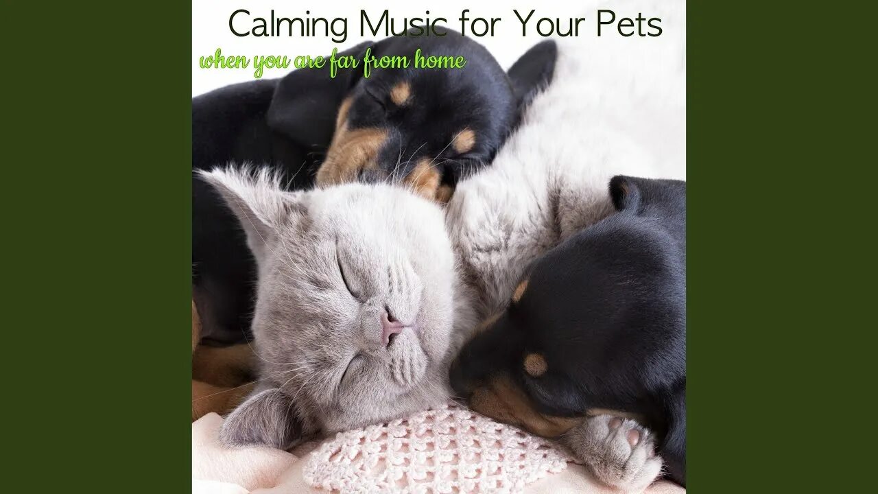 Картинки с животными спокойной Puppy Love - Sleep Sounds - Pet Care Music Therapy Shazam