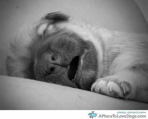 Картинки с животными спокойной probably snoring A Place to Love Dogs Cute animals, Animals, Domestic dog