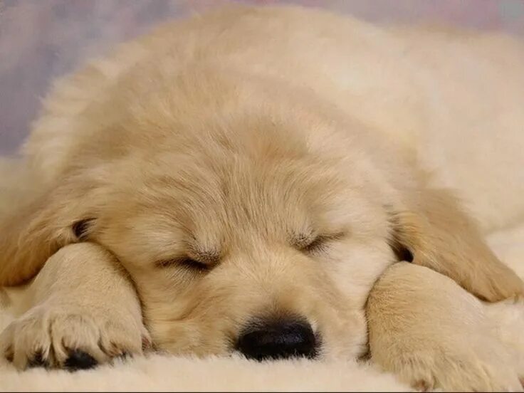 Картинки с животными спокойной puppy - Google Afbeeldingen Sleeping puppies, Baby dogs, Sleeping dogs