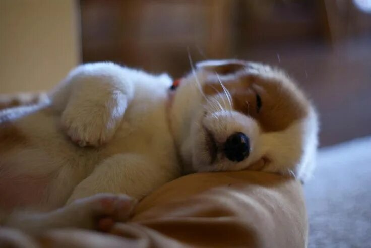 Картинки с животными спокойной corgasbord Sleeping puppies, Cute puppies, Corgi puppy