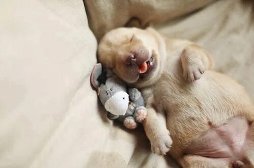 Картинки с животными спокойной Pin by Linda Lemler Hansen on Dogs Cute baby puppies, Sleeping puppies, Puppies