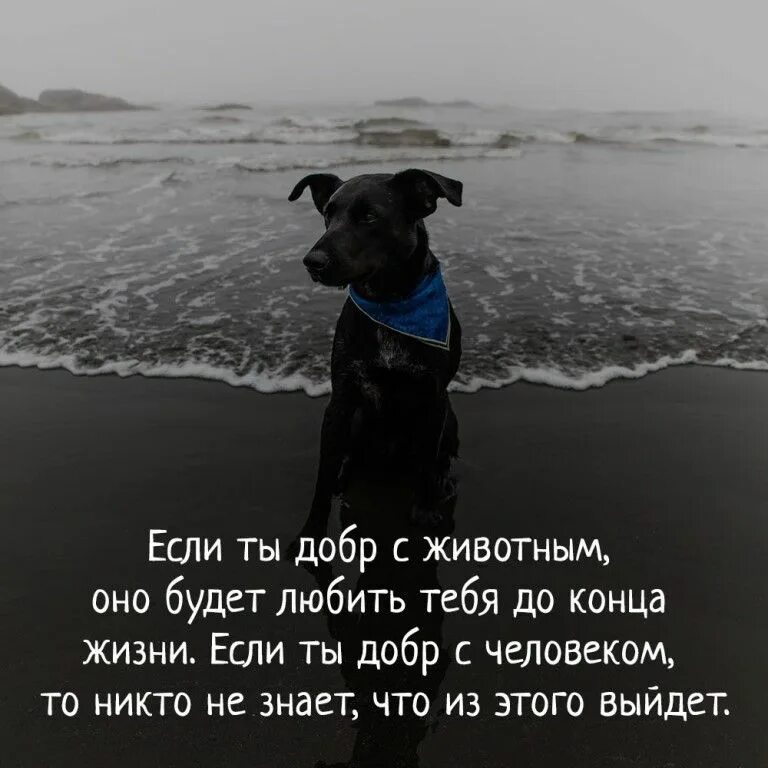 Картинки с животными цитаты Pin by Asiyat Alieva on Цитаты Высказывания Анекдоты Юмор Funny quotes, Life mot