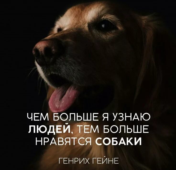 Картинки с животными цитаты Pin by Кира Бельская on Мудрые мысли Life quotes, Poster, Fun sports