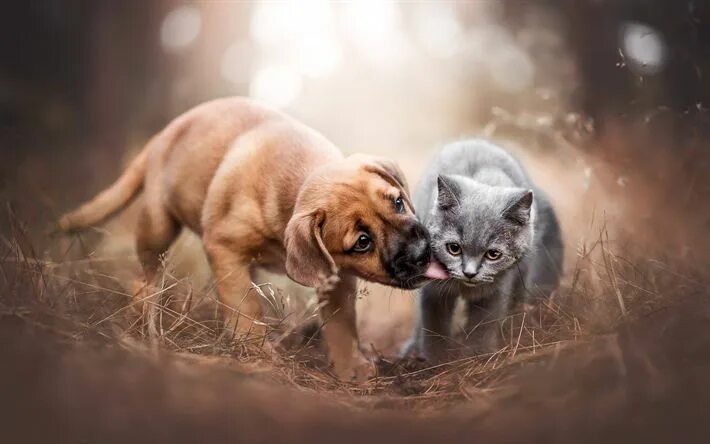 Картинки с животными воскресенье Download wallpapers brown puppy and gray kitten, cute animals, cat and dog, frie