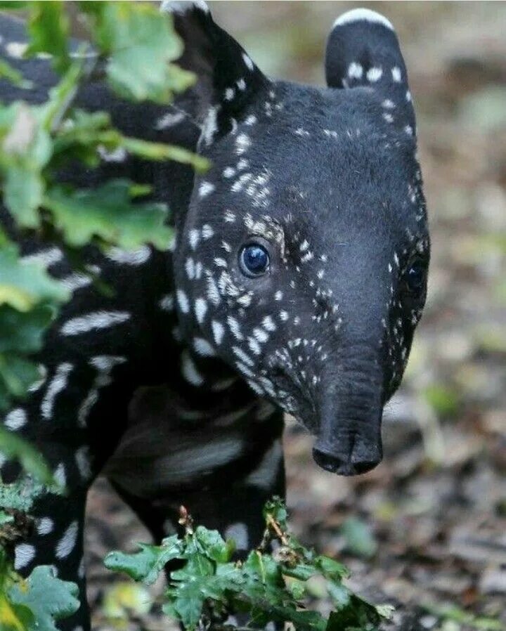 Картинки самых редких животных Pin on WILD NATURE