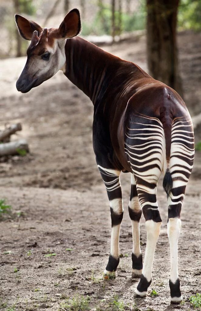 Картинки самых редких животных Okapi Endangered animals, Unusual animals, Rare animals