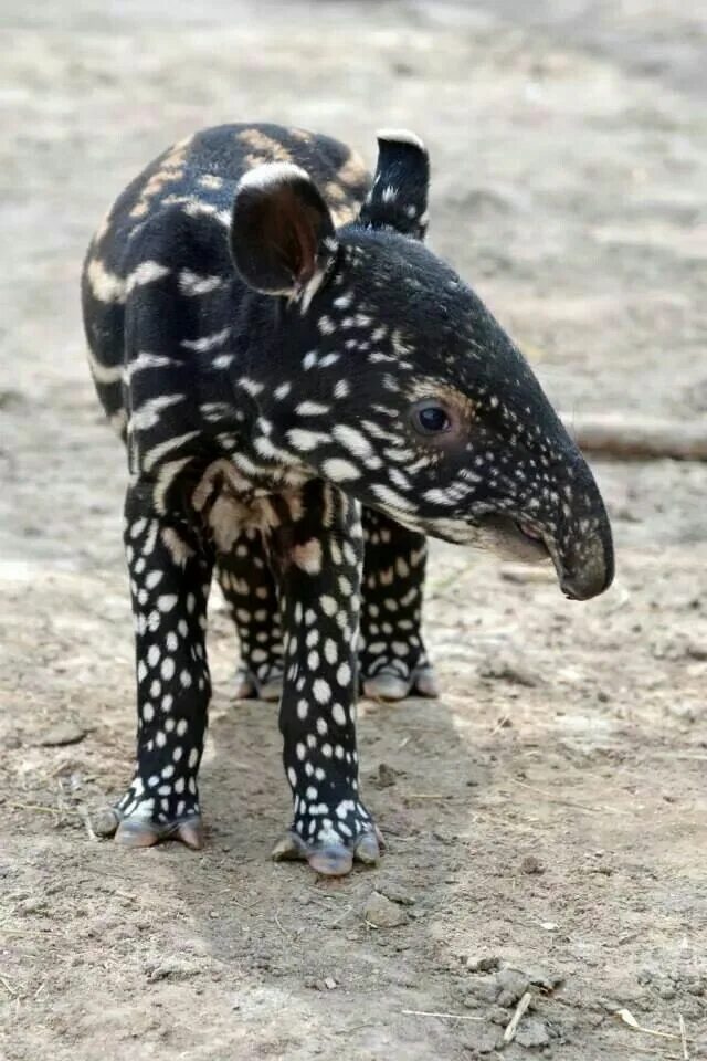 Картинки самых редких животных Denver Zoo Welcomes Newborn Tapir Denver zoo, Tapir, Zoo animals