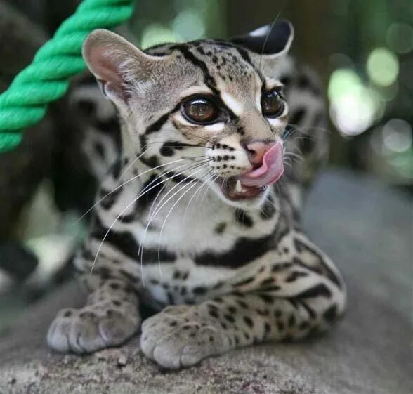 Картинки самых редких животных Margay (Leopardus wiedii) Wild cats, Cute cats, Cute animals