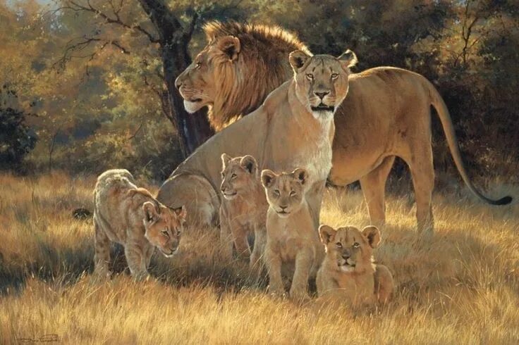 Картинки семьи животных LION ART PRINT - Pride's Proud Family by Dino Paravano 40x28 Lions Cubs Poster #