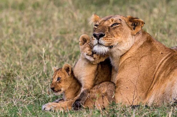 Картинки семьи животных Les animaux de la semaine Animals, Cute animals, Lioness and cubs