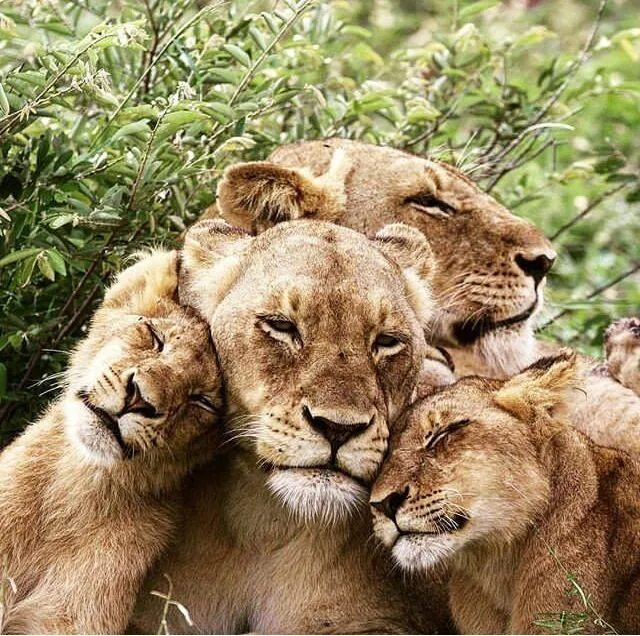 Картинки семьи животных Pin by Jaime Stohen on Lion Lovin' Lion family, Lion love, Animals