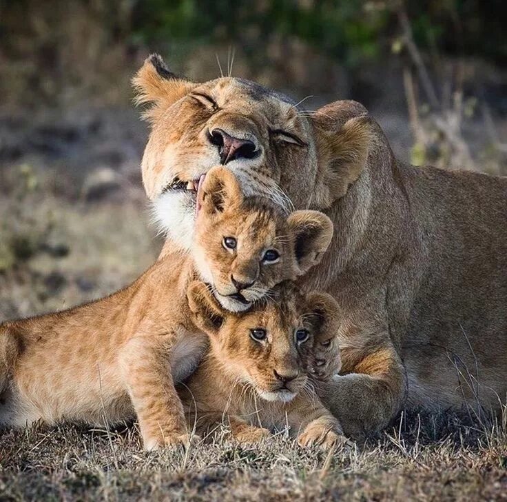 Картинки семьи животных Pin on Lion Cub & Mom Baby animals, Cute baby animals, Animals beautiful