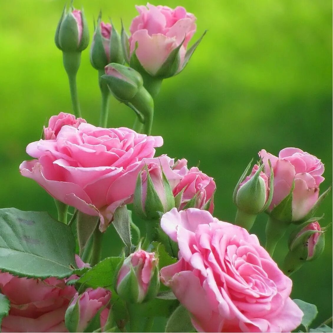 Картинки скачать удачного дня самые лучшие Weetjes over rozen Rozen tuin, Tuinrozen, Rozen stekken