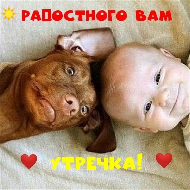Картинки смешные детям про животных Пин на доске ДОБРОЕ УТРО Забавные зверюшки, Веселые картинки, Забавности