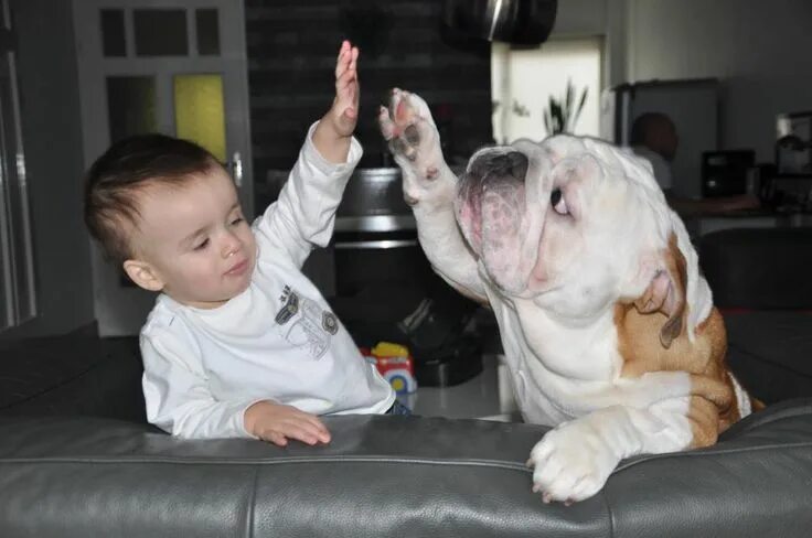 Картинки смешные детям про животных Pin on Bulldogs