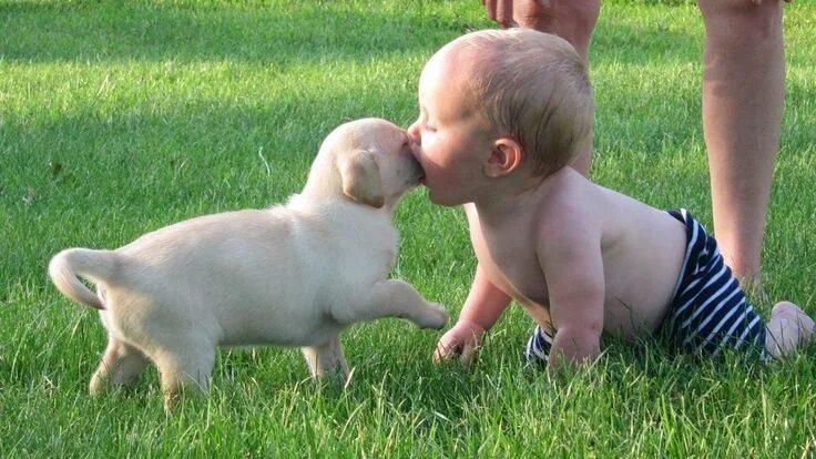 Картинки смешные детям про животных Les bébés et les chiots jouent ensemble - Nouvelle Vidéo Compilation NOUVELLE VI