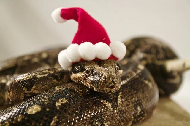 Картинки со змеей на новый год The Animal Kingdom Celebrating Christmas Snakes with hats, Cute snake, Best smal