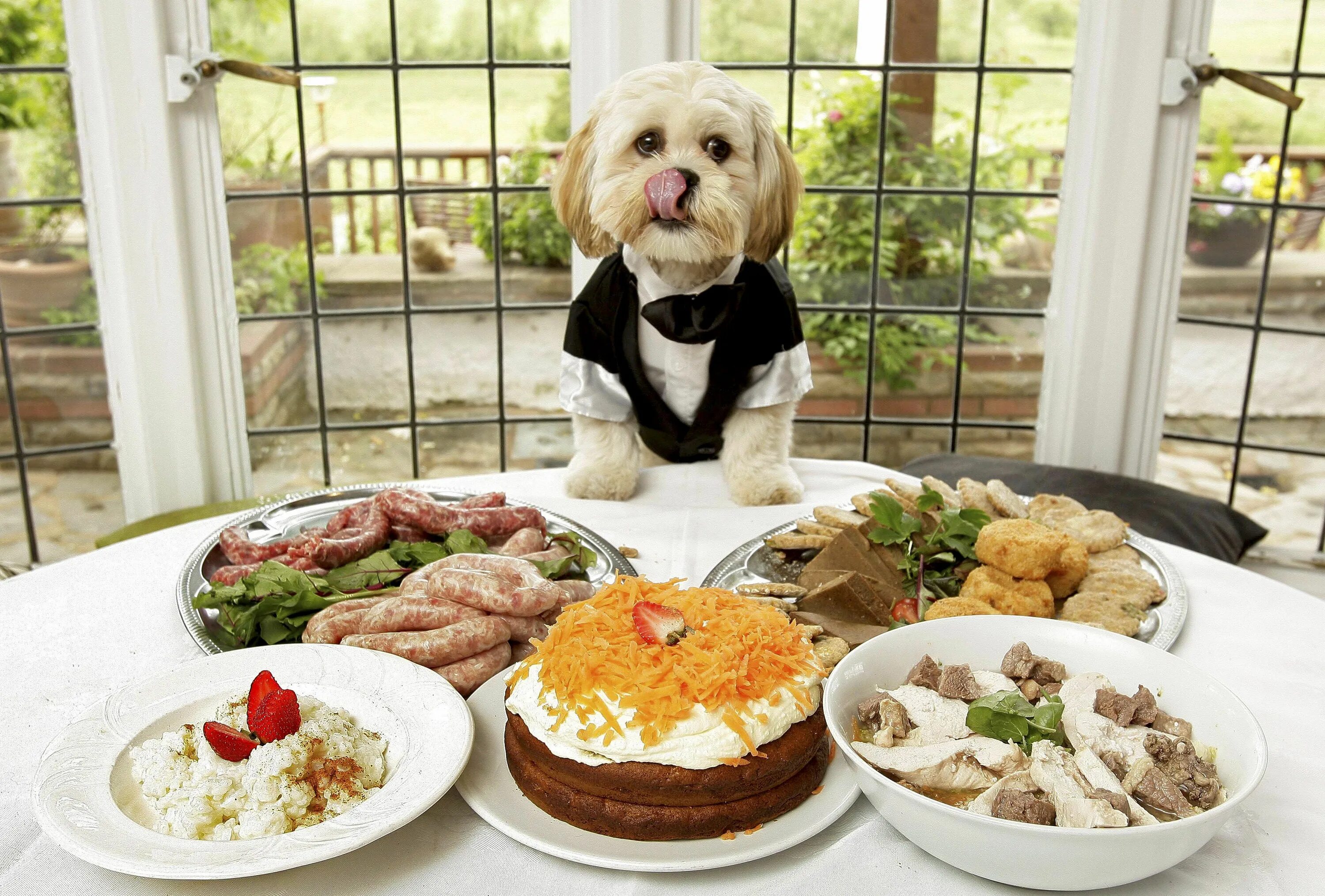 Картинки столов животных The Ultimate Dog’s Dinner: Hotel Offers Fine Dining for Pooches Comida, Mascotas