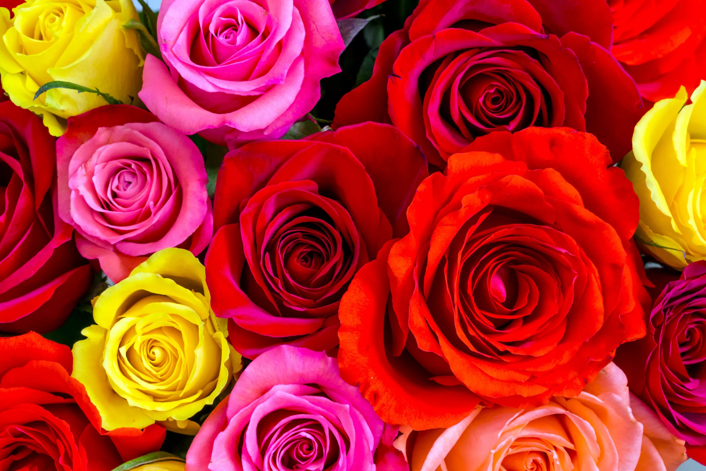 Картинки цветов фото Multi-colored roses close-up Desktop wallpapers 640x960