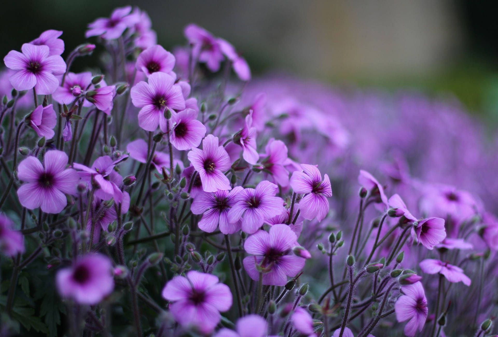 Картинки цветов фото Download Geranium Purple Flowers At Garden Wallpaper Wallpapers.com