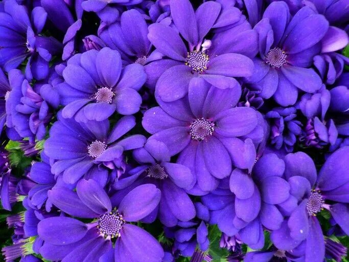 Картинки цветов фото и названия Cineraria_Closeup_Violet