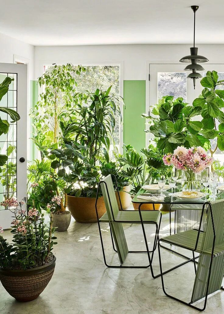 Картинки цветов в интерьере greenhouse dining room with mod furniture and tons of plants coco kelley #dining