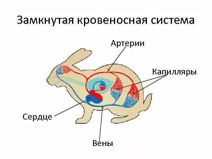 Картинки транспорт веществ у животных Каково значение сердца в транспорте веществ животных: найдено 82 изображений