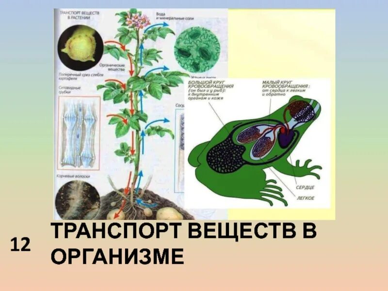Картинки транспорт веществ у животных Картинки ТРАНСПОРТ ВЕЩЕСТВ В РАСТЕНИИ ПРЕЗЕНТАЦИЯ