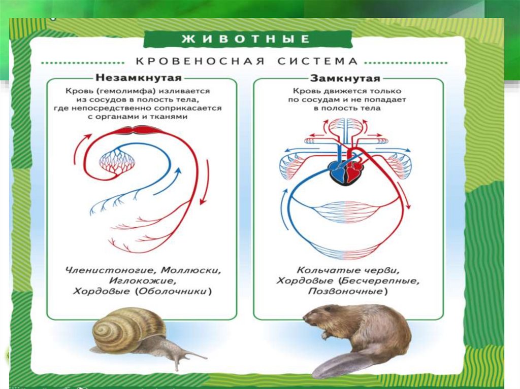 Картинки транспорт веществ у животных Транспорт веществ в животном организме - презентация онлайн