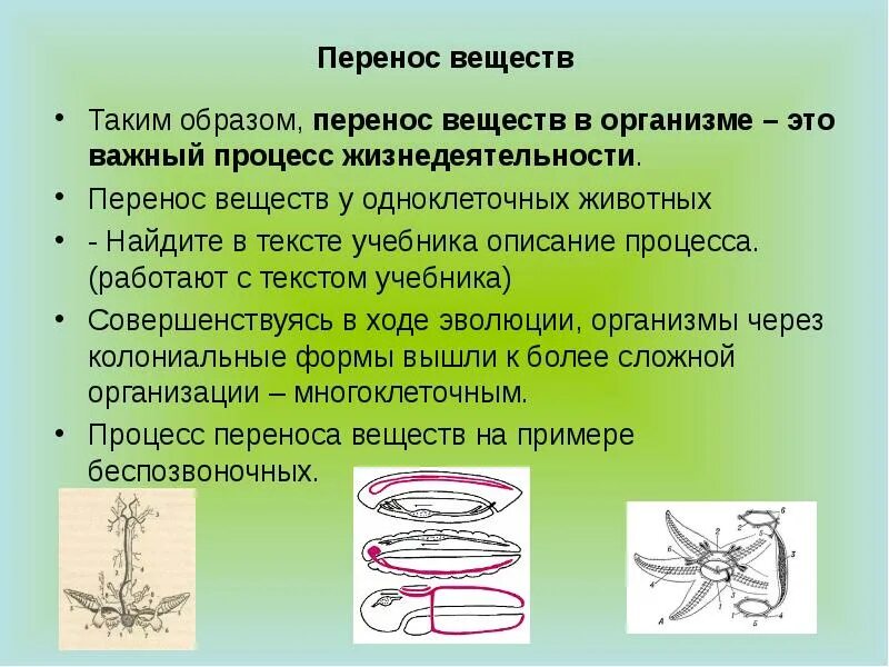 Картинки транспорт веществ у животных Картинки ТРАНСПОРТ ВЕЩЕСТВ У БЕСПОЗВОНОЧНЫХ