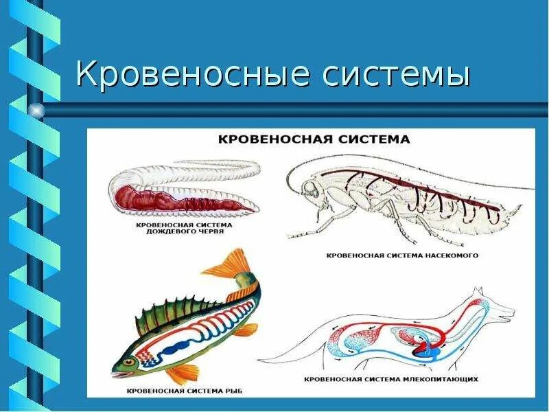 Картинки транспорт веществ у животных Транспорт веществ в организме животных - презентация, доклад, проект скачать