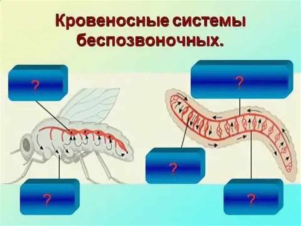 Картинки транспорт веществ у животных Передвижение веществ в животном мире. Состав крови.AVI - YouTube