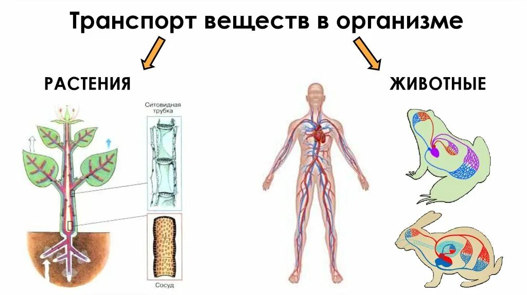 Картинки транспорт веществ у животных Транспорт веществ у растений фото Shkola-2.ru