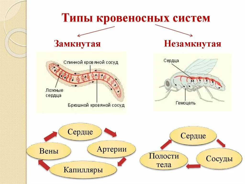 Картинки транспорт веществ у животных Кровеносная система. Биология вокруг нас Дзен
