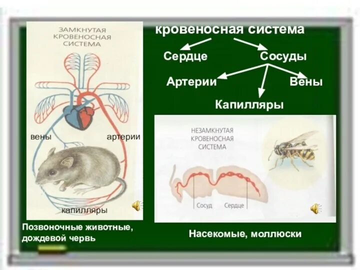 Картинки транспорт веществ у животных Транспорт у животных биология
