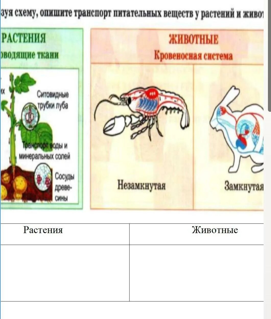 Картинки транспорт веществ у животных Транспорт веществ у разных групп животных: найдено 85 изображений
