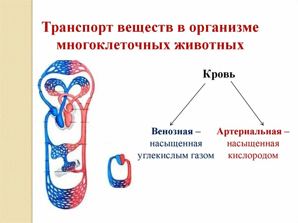 Картинки транспорт веществ у животных Жидкость замкнутой кровеносной системы