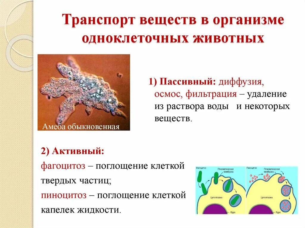 Картинки транспорт веществ у животных Как осуществляется транспорт веществ у одноклеточных животных
