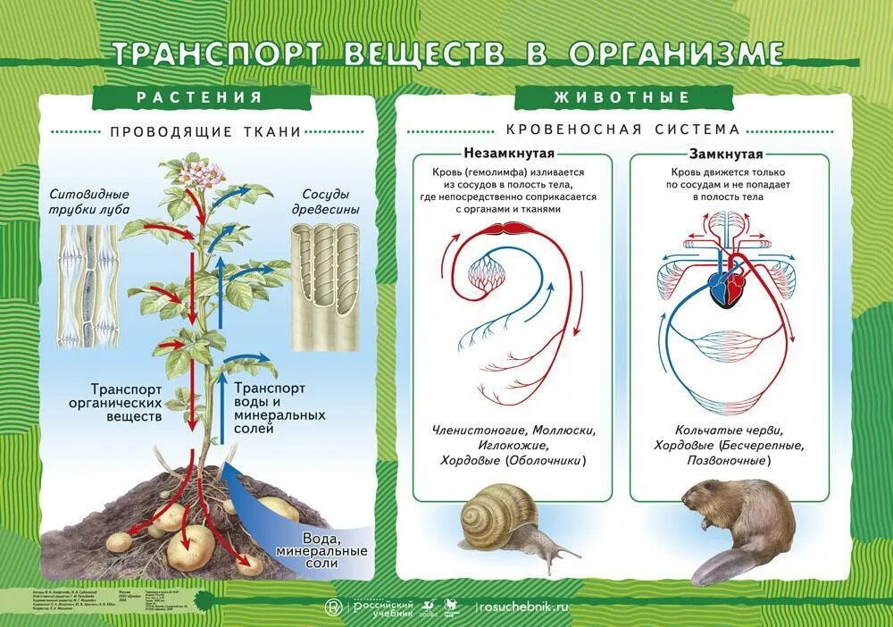Картинки транспорт веществ у животных Передвижение веществ в растительном организме