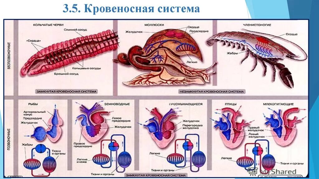 Картинки транспорт веществ у животных Картинки ТРАНСПОРТ ВЕЩЕСТВ У БЕСПОЗВОНОЧНЫХ