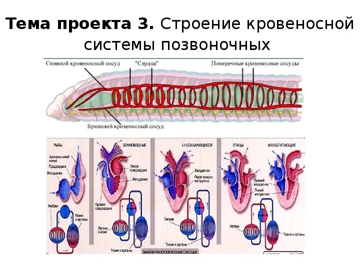 Картинки транспорт веществ у животных Презентация по биологии
