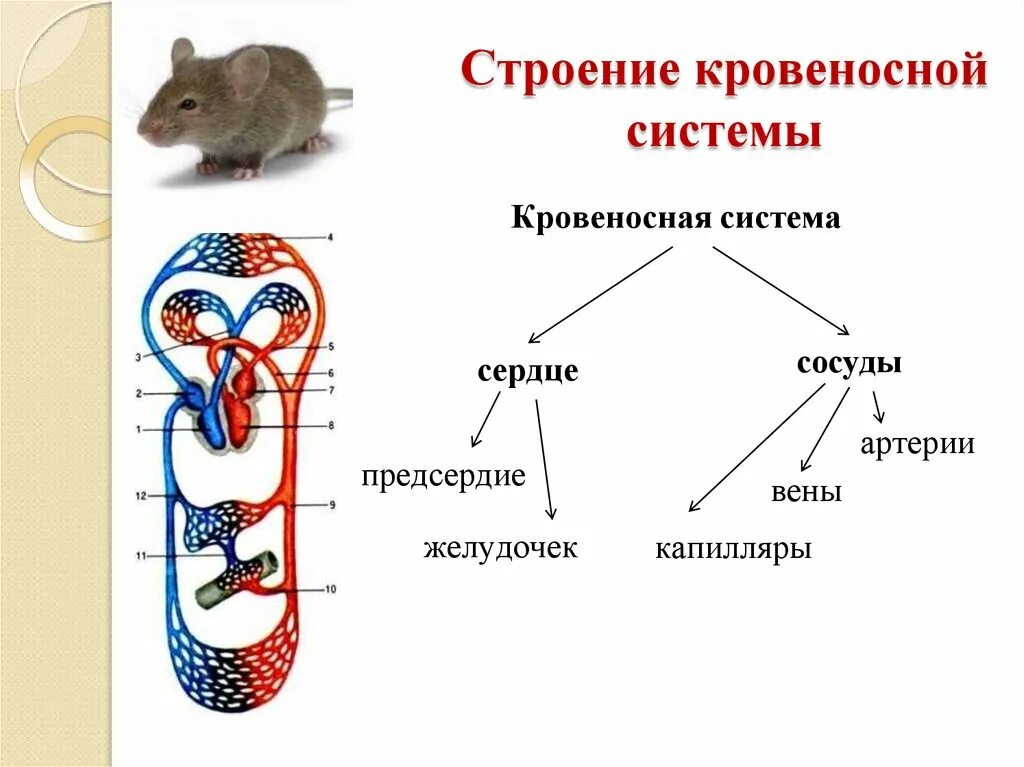 Картинки транспорт веществ у животных Картинки КРОВЕНОСНАЯ СИСТЕМА МЛЕКОПИТАЮЩИХ СОСТОИТ