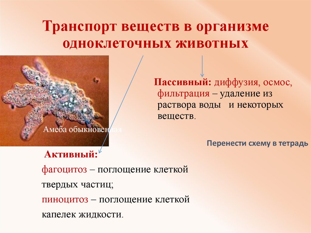 Картинки транспорт веществ у животных Как происходит транспорт веществ у животных - найдено 86 фото