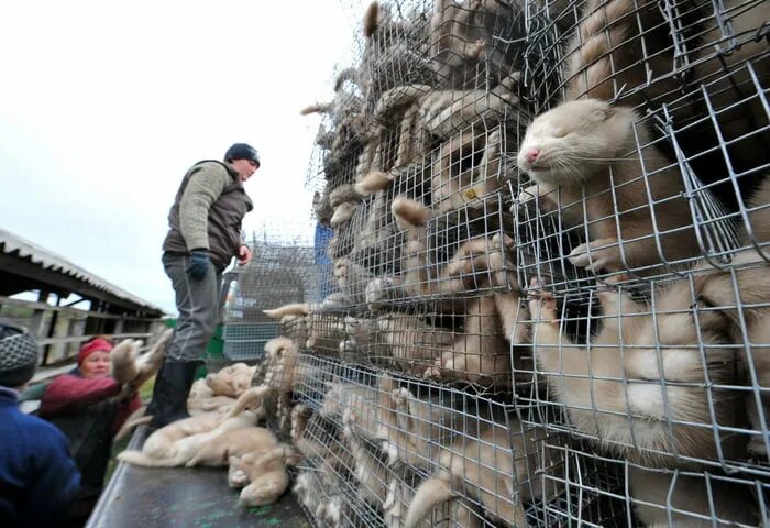 Картинки убивают животных Congratulations Poland! Fur animal farms, circusses with animals and pet wild ca