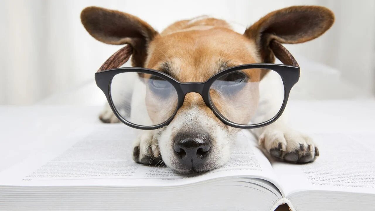 Картинки умных животных Genius dogs' are capable of learning words related to objects: Study Fox News