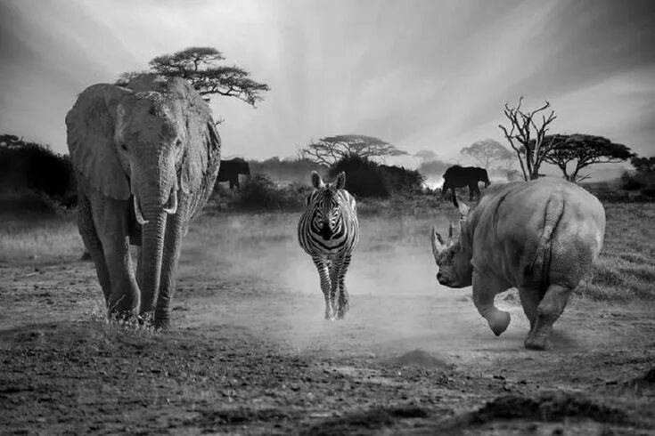 Картинки увидеть животного Ce que font les Animaux quand on ne les regarde pas Animais selvagens, Animais, 